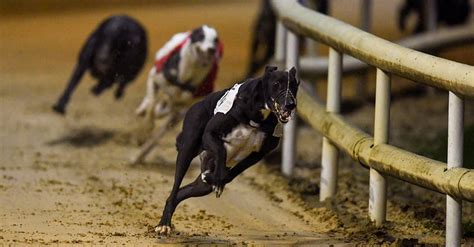 irish greyhound results today|irish greyhound results shelbourne park.